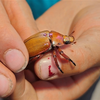 Anoplognathus montanus (Montane Christmas beetle) at Anembo, NSW - 30 Dec 2024 by Csteele4