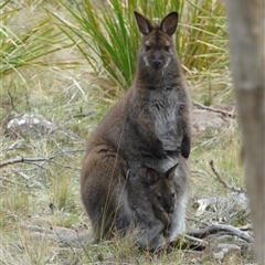 Notamacropus rufogriseus (Red-necked Wallaby) at Mount Stuart, TAS - 29 Nov 2023 by VanessaC