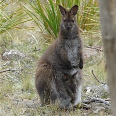 Notamacropus rufogriseus (Red-necked Wallaby) at Mount Stuart, TAS - 29 Nov 2023 by VanessaC