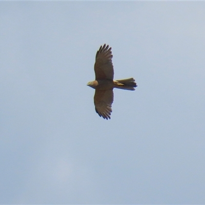 Tachyspiza fasciata (Brown Goshawk) at Chisholm, ACT - 1 Jan 2025 by RodDeb