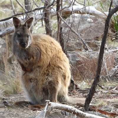 Notamacropus rufogriseus at Mount Stuart, TAS - 16 Nov 2023 by VanessaC