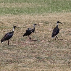 Threskiornis spinicollis (Straw-necked Ibis) at Chisholm, ACT - 1 Jan 2025 by RodDeb