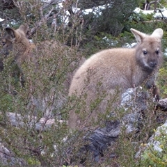 Notamacropus rufogriseus (Red-necked Wallaby) at Cradle Mountain, TAS - 12 Aug 2020 by VanessaC