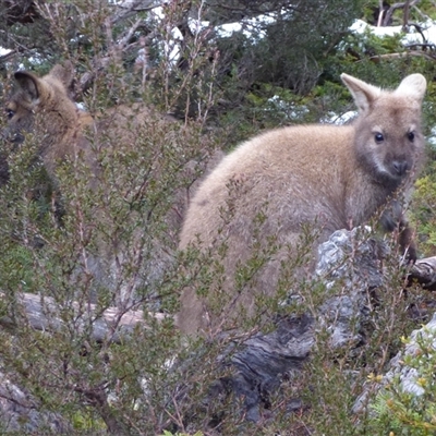 Notamacropus rufogriseus (Red-necked Wallaby) at Cradle Mountain, TAS - 12 Aug 2020 by VanessaC