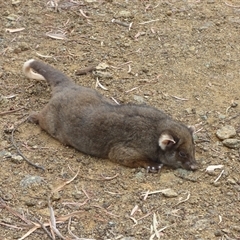 Pseudocheirus peregrinus (Common Ringtail Possum) at West Hobart, TAS - 13 Feb 2024 by VanessaC