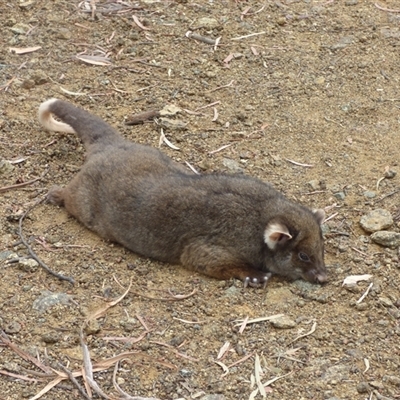 Pseudocheirus peregrinus (Common Ringtail Possum) at West Hobart, TAS - 13 Feb 2024 by VanessaC
