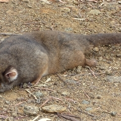 Pseudocheirus peregrinus at West Hobart, TAS - 13 Feb 2024 05:08 PM