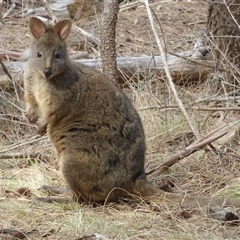 Thylogale billardierii (Tasmanian pademelon) at Mount Stuart, TAS - 22 Dec 2023 by VanessaC