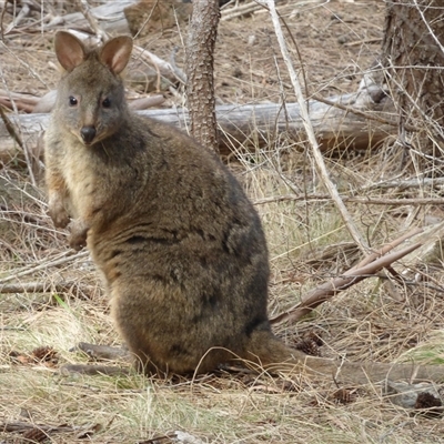 Thylogale billardierii (Tasmanian pademelon) at Mount Stuart, TAS - 22 Dec 2023 by VanessaC