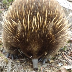 Tachyglossus aculeatus (Short-beaked Echidna) at West Hobart, TAS - 30 Dec 2024 by VanessaC