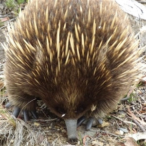 Tachyglossus aculeatus at West Hobart, TAS - 30 Dec 2024 04:24 PM