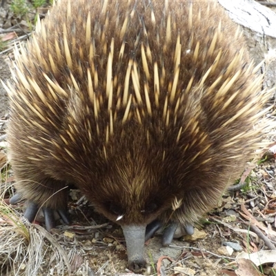 Tachyglossus aculeatus at West Hobart, TAS - 30 Dec 2024 by VanessaC