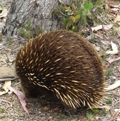 Tachyglossus aculeatus at West Hobart, TAS - 30 Dec 2024 04:24 PM