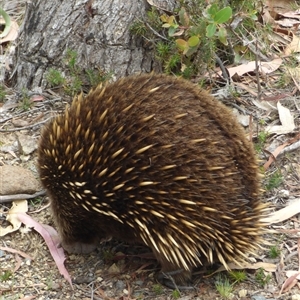 Tachyglossus aculeatus at West Hobart, TAS - 30 Dec 2024 04:24 PM