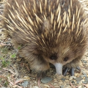 Tachyglossus aculeatus at West Hobart, TAS - 30 Dec 2024