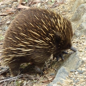 Tachyglossus aculeatus at West Hobart, TAS - 30 Dec 2024