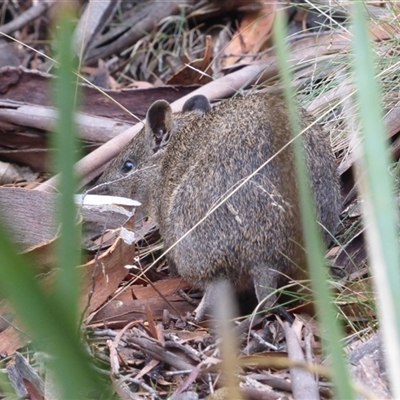 Isoodon obesulus obesulus at West Hobart, TAS - 2 Sep 2023 by VanessaC