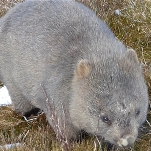 Vombatus ursinus at Cradle Mountain, TAS - 11 Aug 2020 12:00 PM