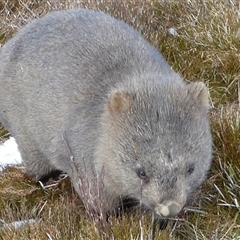 Vombatus ursinus at Cradle Mountain, TAS - 11 Aug 2020 12:00 PM