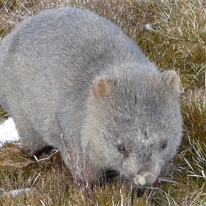 Vombatus ursinus at Cradle Mountain, TAS - 11 Aug 2020 12:00 PM