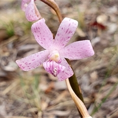 Dipodium roseum (Rosy Hyacinth Orchid) at Yass River, NSW - 31 Dec 2024 by SenexRugosus