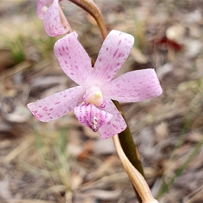 Dipodium roseum (Rosy Hyacinth Orchid) at Yass River, NSW - 30 Dec 2024 by SenexRugosus