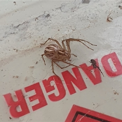 Oxyopes (genus) (Lynx spider) at Yass River, NSW - 31 Dec 2024 by SenexRugosus
