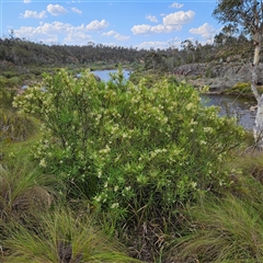 Lomatia myricoides (River Lomatia) at Bombay, NSW - 1 Jan 2025 by MatthewFrawley