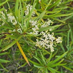 Lomatia myricoides at Bombay, NSW - 1 Jan 2025 04:58 PM