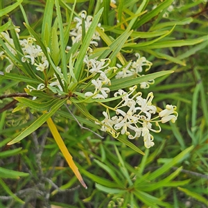 Lomatia myricoides at Bombay, NSW - 1 Jan 2025