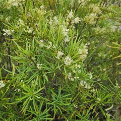 Lomatia myricoides at Bombay, NSW - 1 Jan 2025 04:58 PM