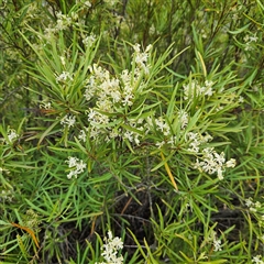 Lomatia myricoides at Bombay, NSW - 1 Jan 2025