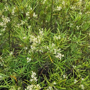 Lomatia myricoides at Bombay, NSW - 1 Jan 2025