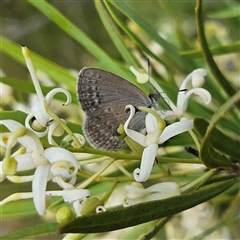 Zizina otis (Common Grass-Blue) at Bombay, NSW - 1 Jan 2025 by MatthewFrawley