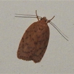 Garrha costimacula (A Concealer moth (Wingia Group)) at Wanniassa, ACT - 31 Dec 2024 by JohnBundock