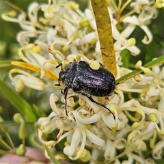 Bisallardiana gymnopleura (Brown flower chafer) at Bombay, NSW - 1 Jan 2025 by MatthewFrawley