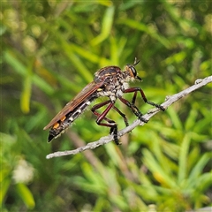 Chrysopogon muelleri (Robber fly) at Bombay, NSW - 1 Jan 2025 by MatthewFrawley