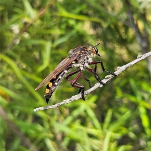 Chrysopogon muelleri at Bombay, NSW - 1 Jan 2025