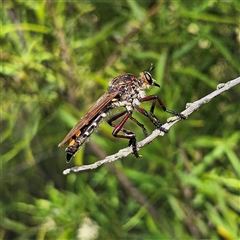 Chrysopogon muelleri at Bombay, NSW - 1 Jan 2025