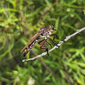 Chrysopogon muelleri at Bombay, NSW - 1 Jan 2025