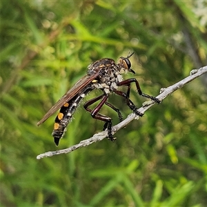 Chrysopogon muelleri at Bombay, NSW - 1 Jan 2025