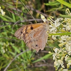 Heteronympha merope (Common Brown Butterfly) at Bombay, NSW - 1 Jan 2025 by MatthewFrawley