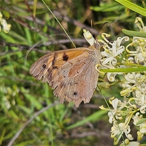 Heteronympha merope at Bombay, NSW - 1 Jan 2025 04:59 PM