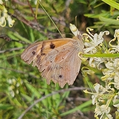 Heteronympha merope at Bombay, NSW - 1 Jan 2025 04:59 PM