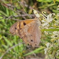 Heteronympha merope at Bombay, NSW - 1 Jan 2025 04:59 PM