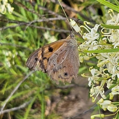 Heteronympha merope at Bombay, NSW - 1 Jan 2025 04:59 PM