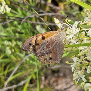 Heteronympha merope at Bombay, NSW - 1 Jan 2025 04:59 PM