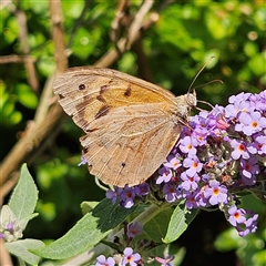 Heteronympha merope (Common Brown Butterfly) at Braidwood, NSW - 1 Jan 2025 by MatthewFrawley