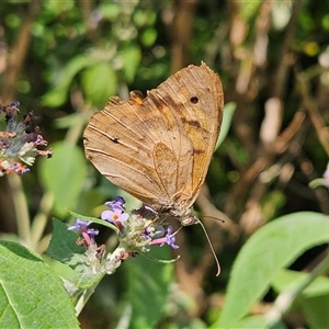 Heteronympha merope at Braidwood, NSW - 1 Jan 2025