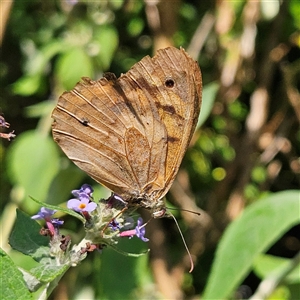 Heteronympha merope at Braidwood, NSW - 1 Jan 2025